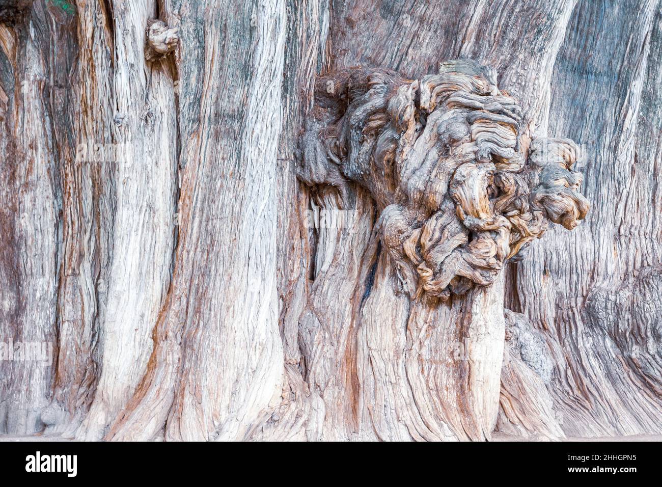 Gigantischer Baumstamm größte Baum namens Tule. Santa Maria del Tule, Oaxaca. Mexiko Stockfoto