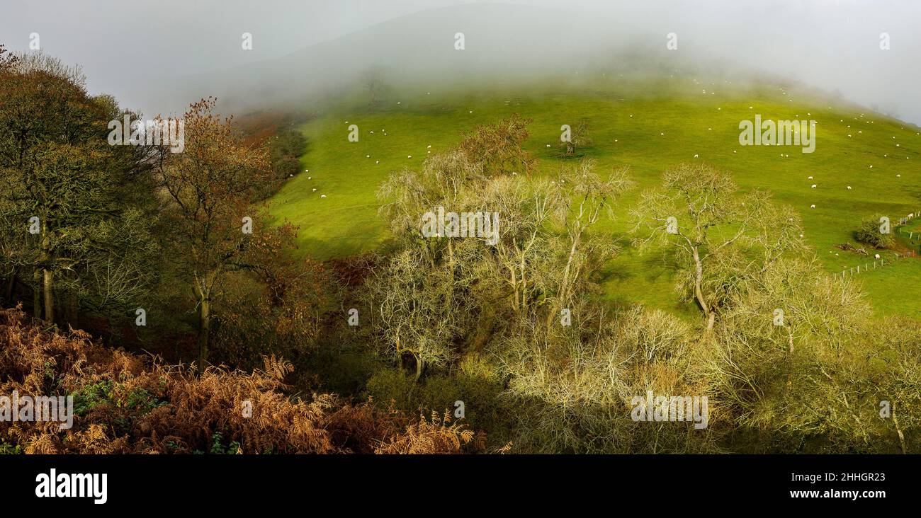 Shropshire Hills, AONB, Long Mynd in der Nähe von Church Stretton. Landschaft Stockfoto
