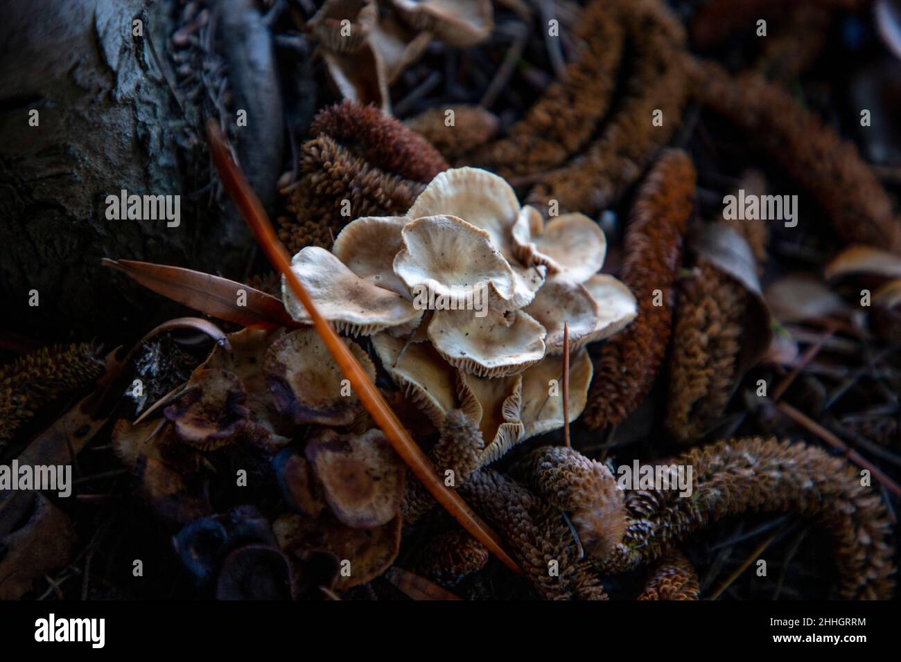 Pilz wächst unter einem Baum nach starken Regenfällen. Stockfoto