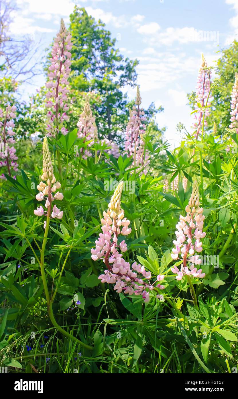 Blühende Lupine flackbert. Lupinus polyphyllus Pflanzen. Stockfoto