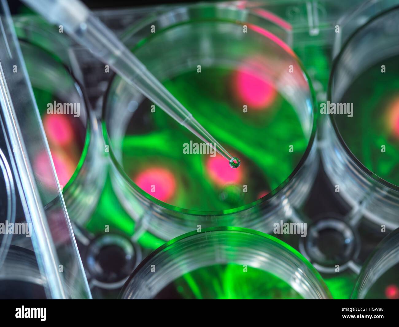 Pipettieren der Probe in eine Multi-Well-Platte mit Mikrograph der Zelle Stockfoto