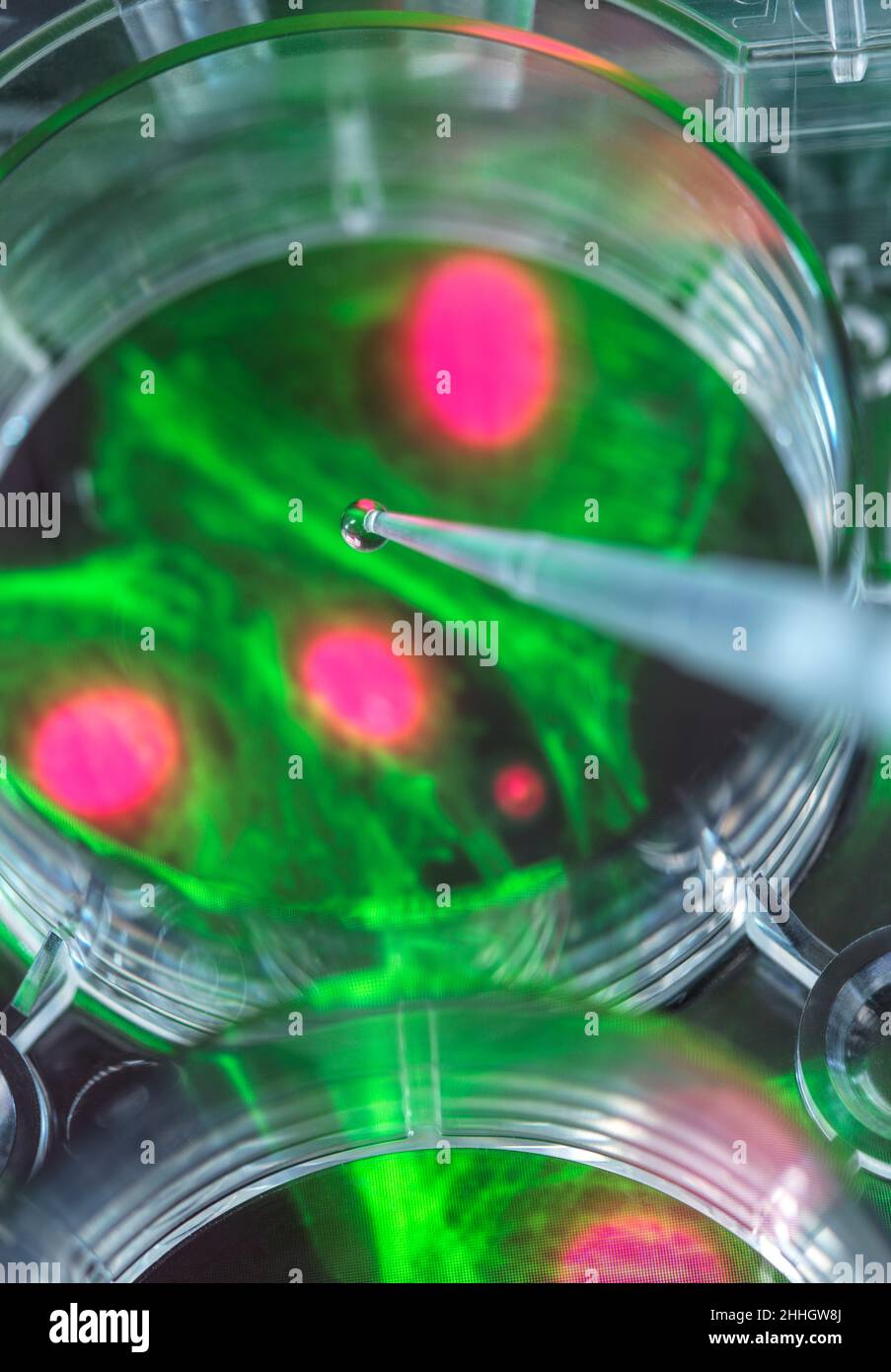 Pipettieren der Probe in eine Multi-Well-Platte mit Mikrograph der Zelle Stockfoto