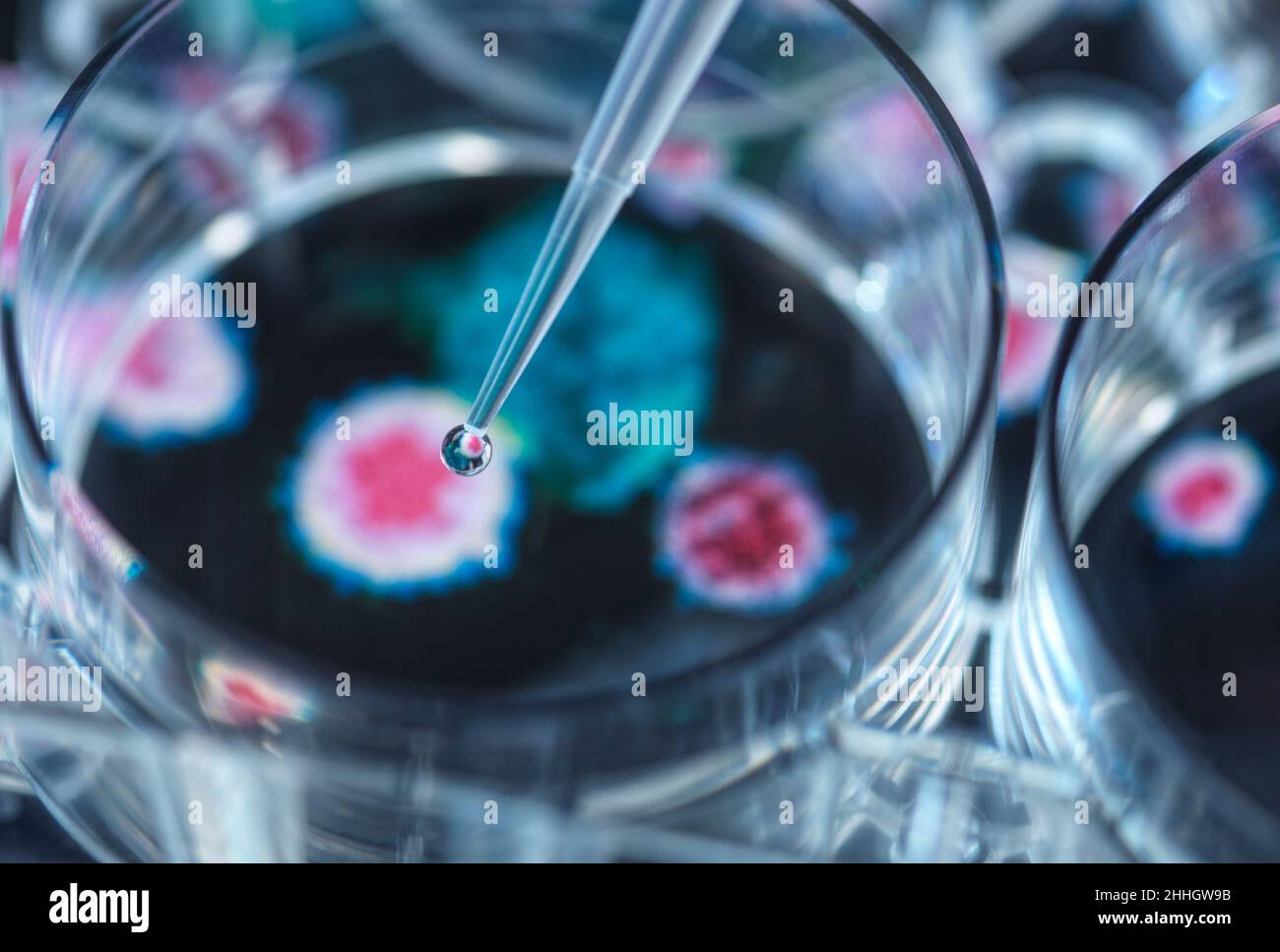 Pipettieren einer potenziellen Heilung auf Viren in einer Petrischale Stockfoto