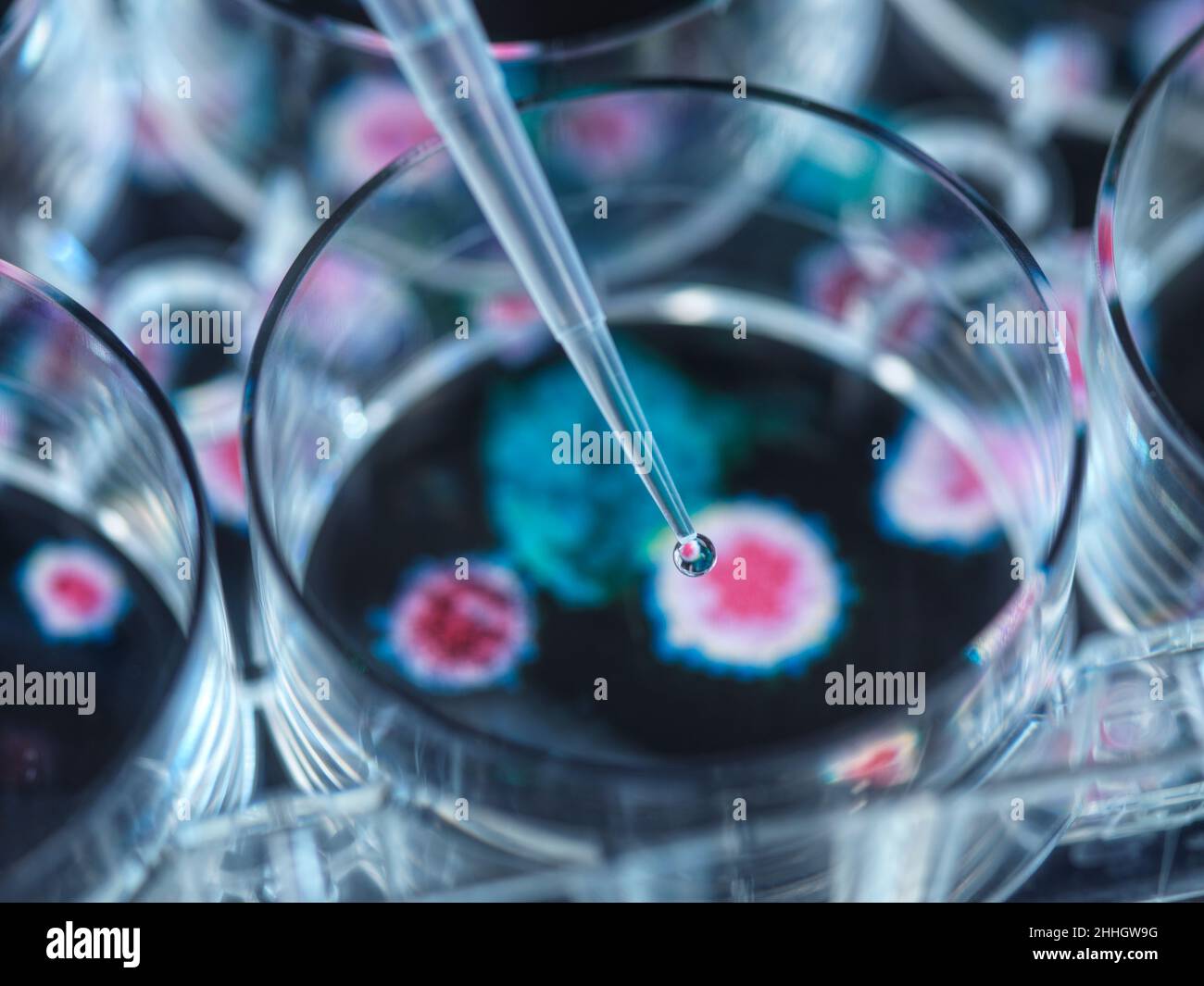 Pipettieren einer potenziellen Heilung auf Viren in einer Petrischale Stockfoto