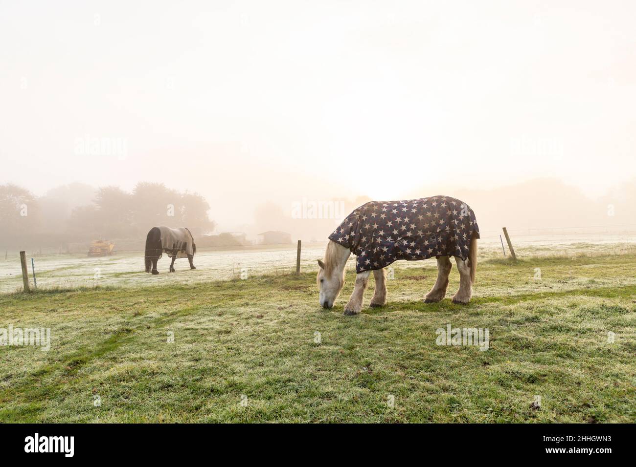 Pferde, die bei Sonnenaufgang mit Decken auf der Weide grasen Stockfoto