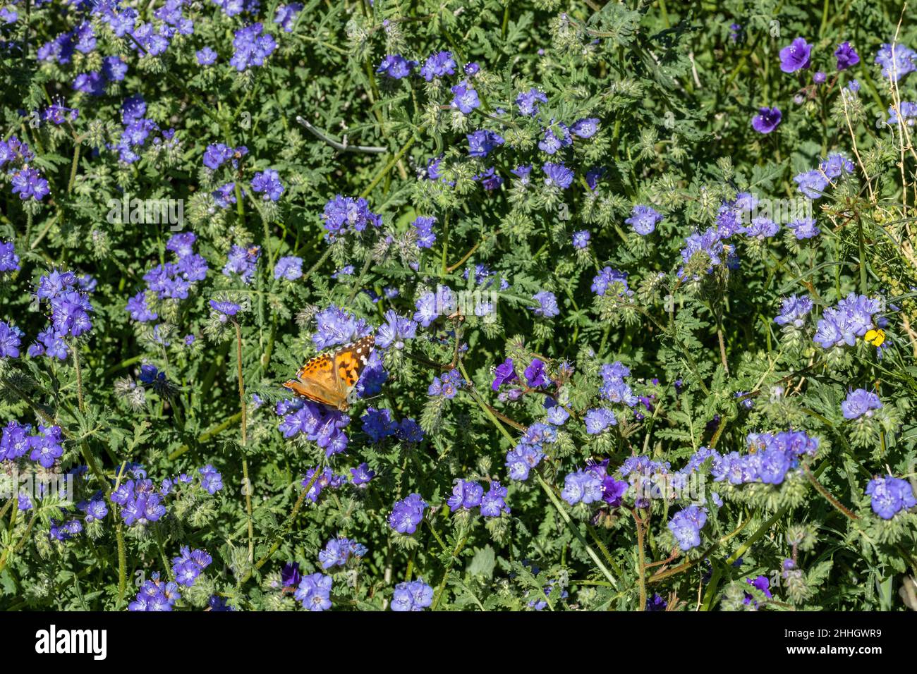 Gemalte Dame Schmetterling in einem Filet von violetten canterbury Glocken Wildblumen in der Sprotzeit in der Wüste Stockfoto