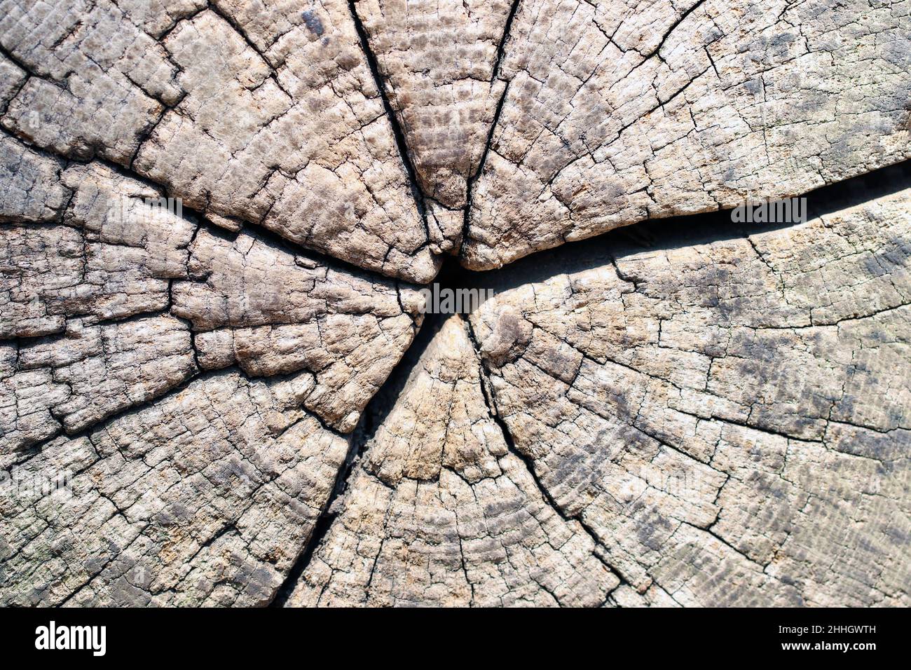 Hintergrund mit Holzstruktur. Nahaufnahme eines alten, geschnittenen Baumstammes mit Rissen und Jahresringen. Vintage-Stil mit Holzhintergrund. Makro. Stockfoto
