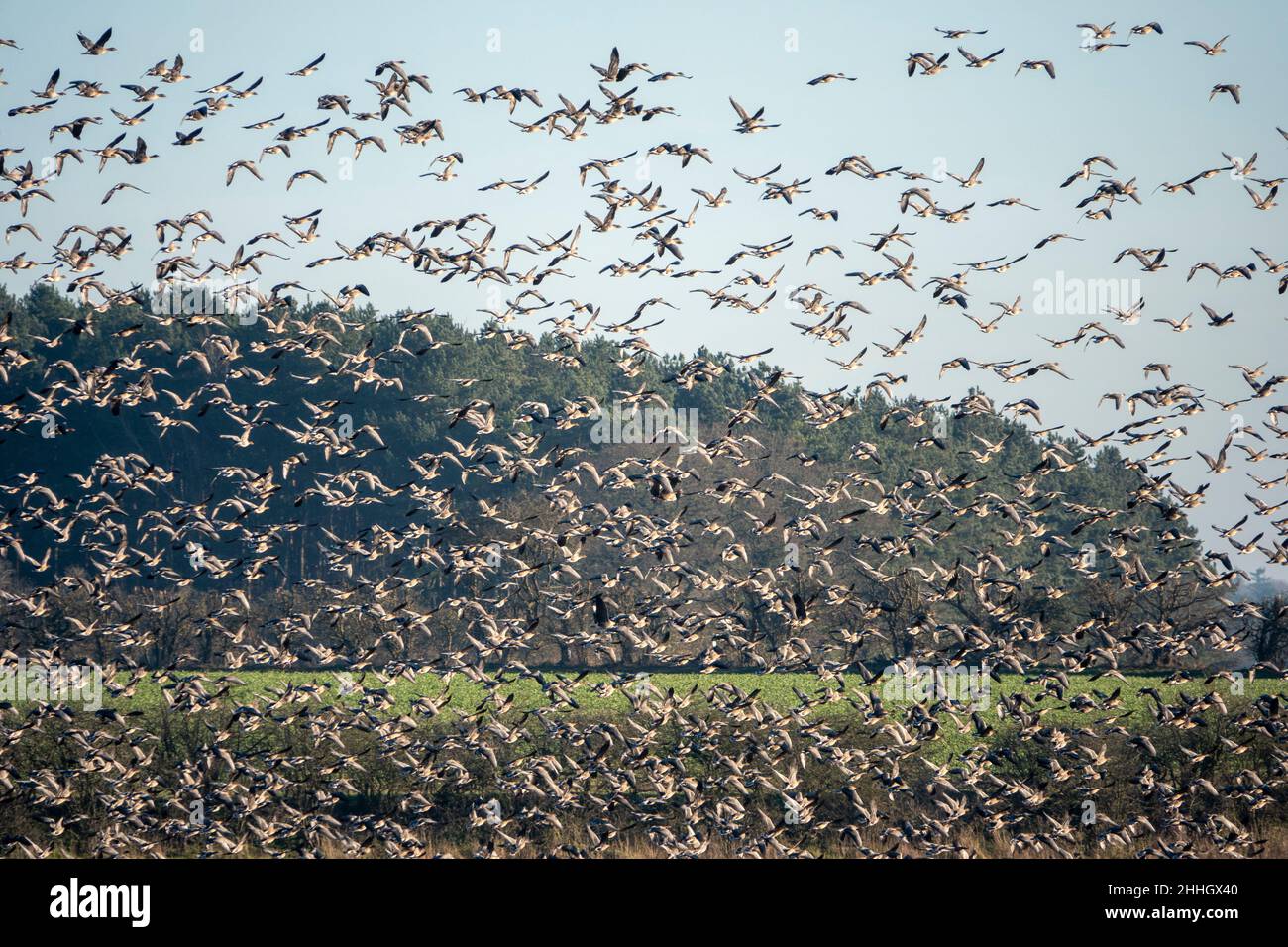 Rotfußgänse im Flug über Zuckerrübenfeld in Norfolk, Stockfoto