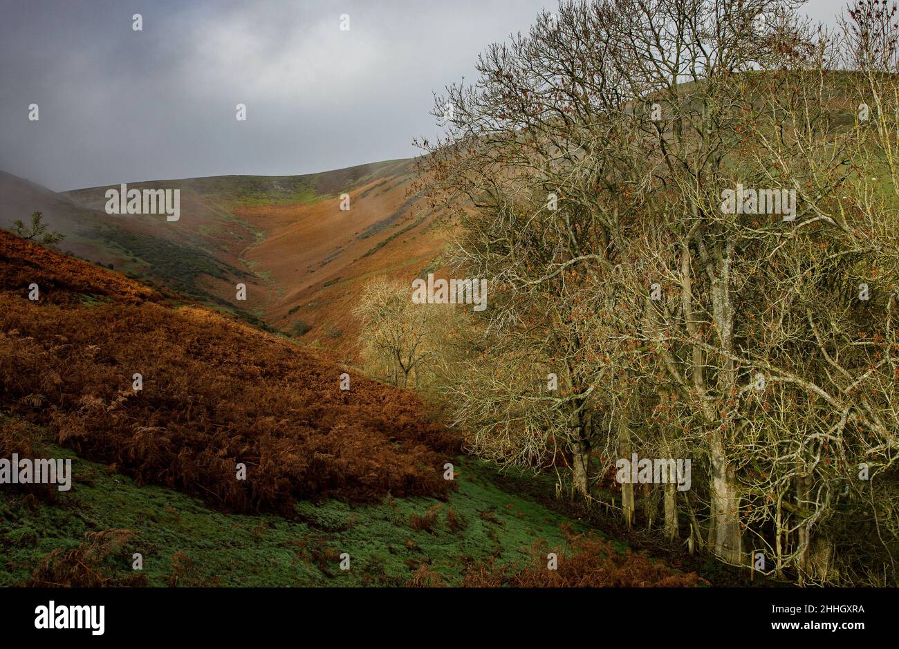 Shropshire Hills, AONB, Long Mynd in der Nähe von Church Stretton. Landschaft Stockfoto