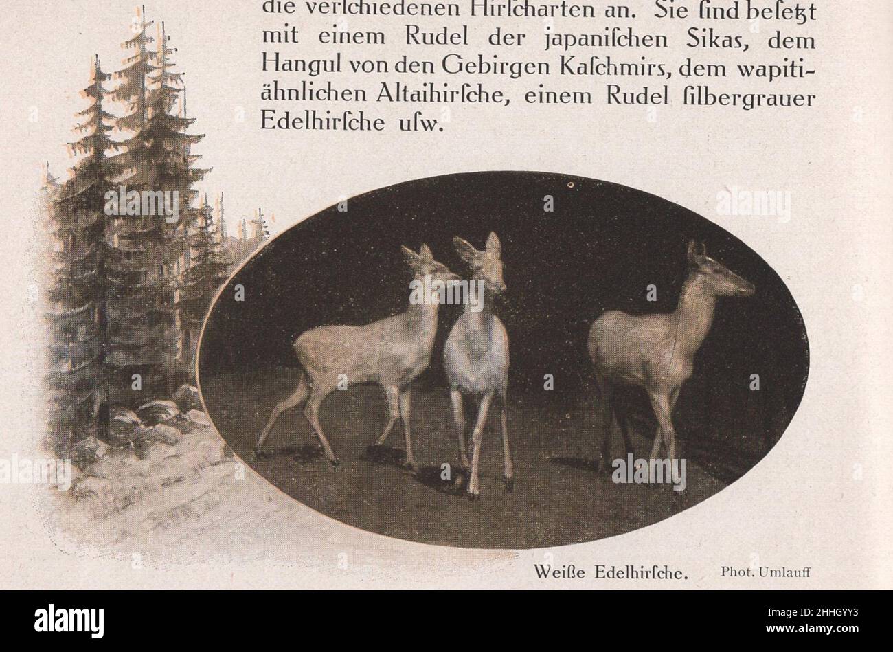 Antike/historische Vorstellungen / Bilder voller Perspektiven / Katalog des deutschen Tierhändlers, Zoogründers und Zoodirektors Carl Hagenbeck (Geschäftsmann) aus Hamburg 1911. : ADDITIONAL-RIGHTS-CLEARANCE-INFO-NOT-AVAILABLE Stockfoto