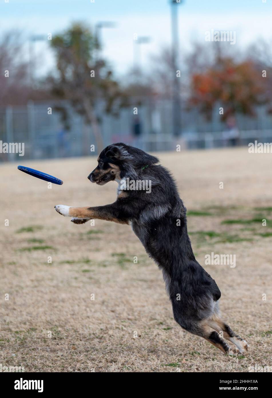 Der dreifarbige aussie springt im Park und fängt eine Scheibe Stockfoto
