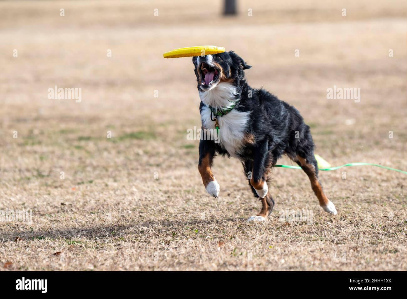 Dreifarbiger australischer Schäferhund, der im Park eine gelbe Scheibe fängt Stockfoto