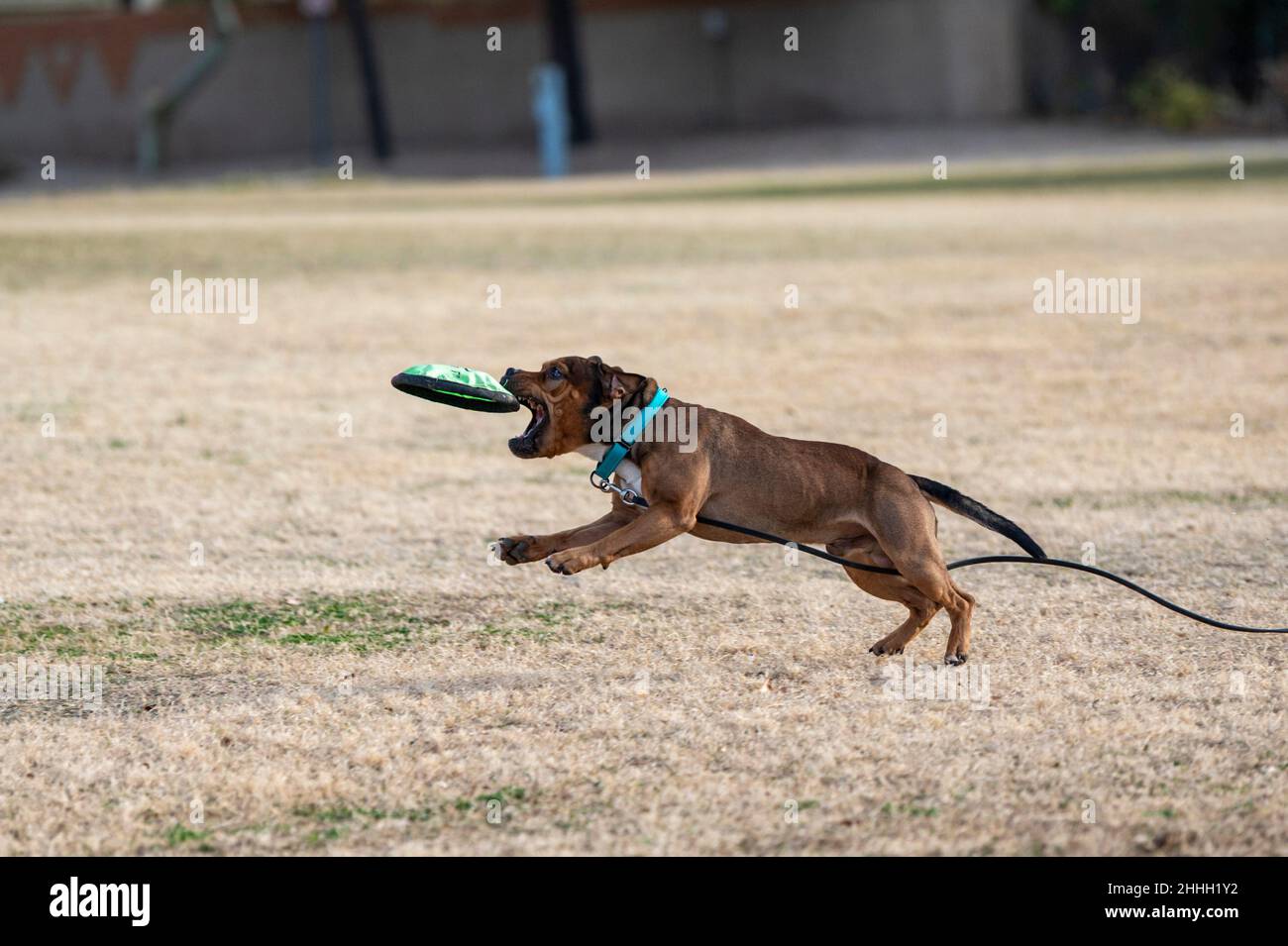 Beim Abspielen einer Disc im Park fängt sich der braune Staffordshire Terrier das Spielzeug an Stockfoto