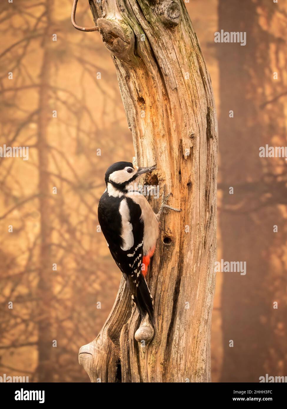 Buntspecht Stockfoto