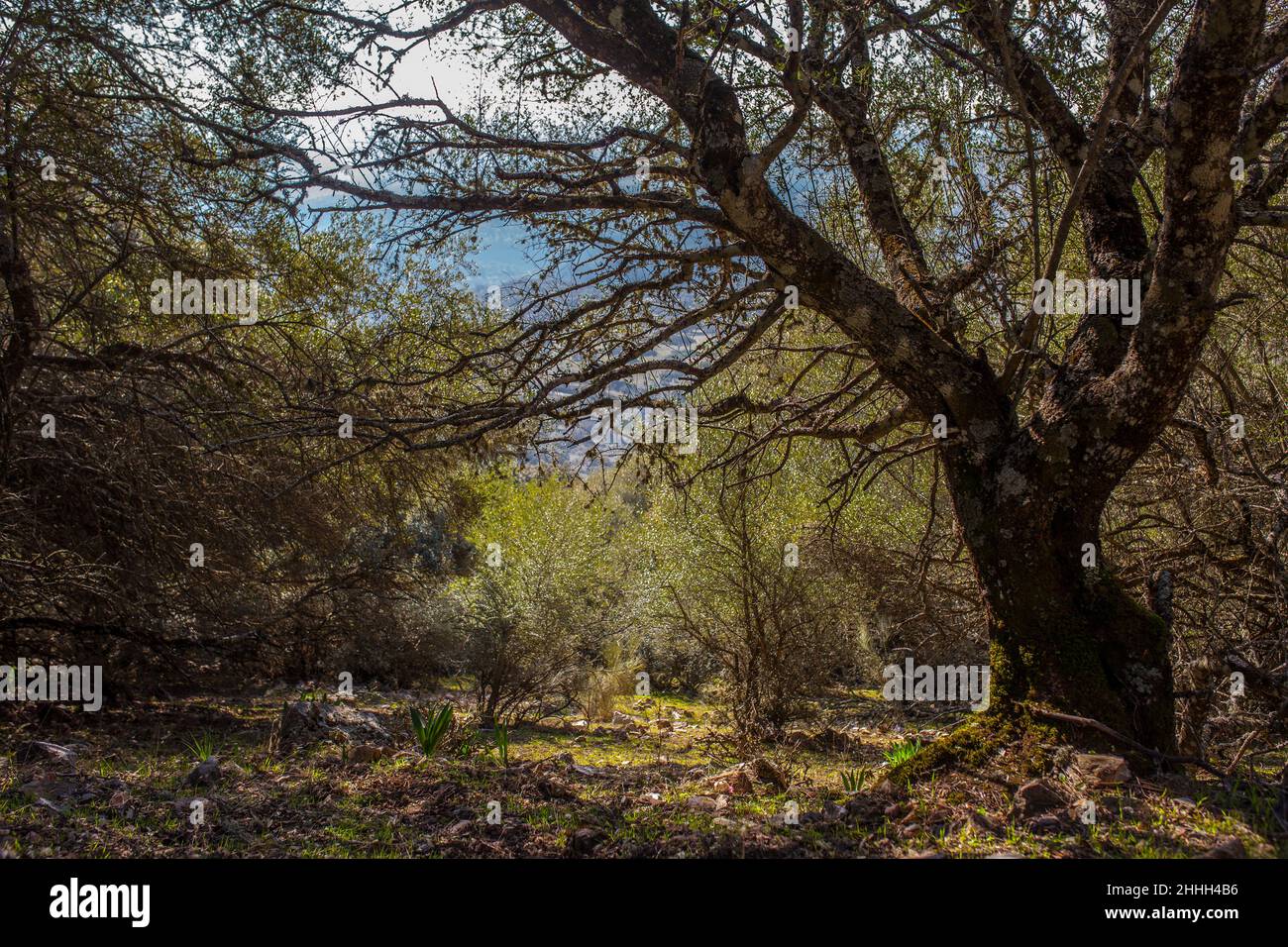 Alter wilder Olivenwald im Monfrague Nationalpark, Caceres, Extremadura, Spanien Stockfoto
