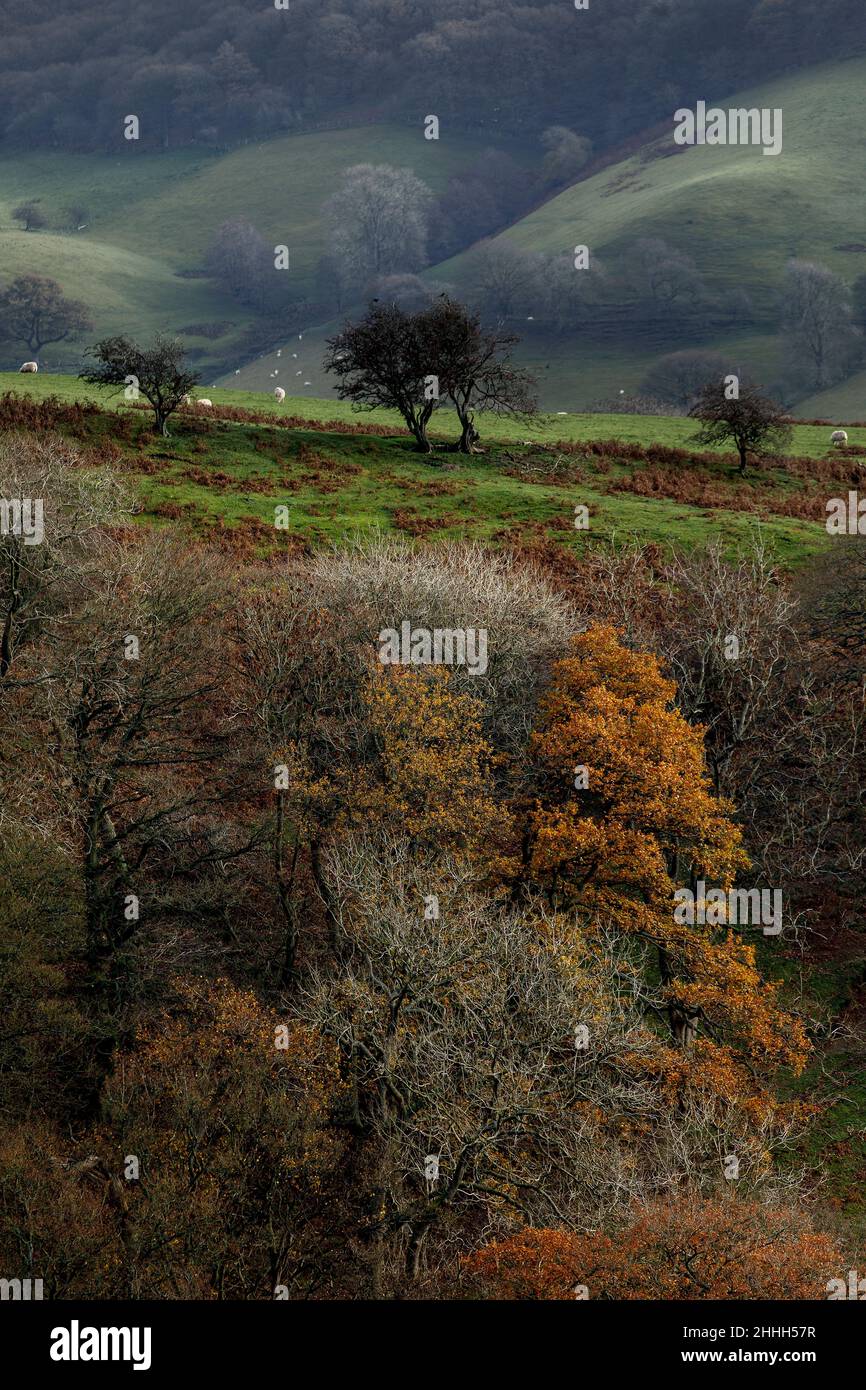 Shropshire Hills, AONB, Long Mynd in der Nähe von Church Stretton. Landschaft Stockfoto
