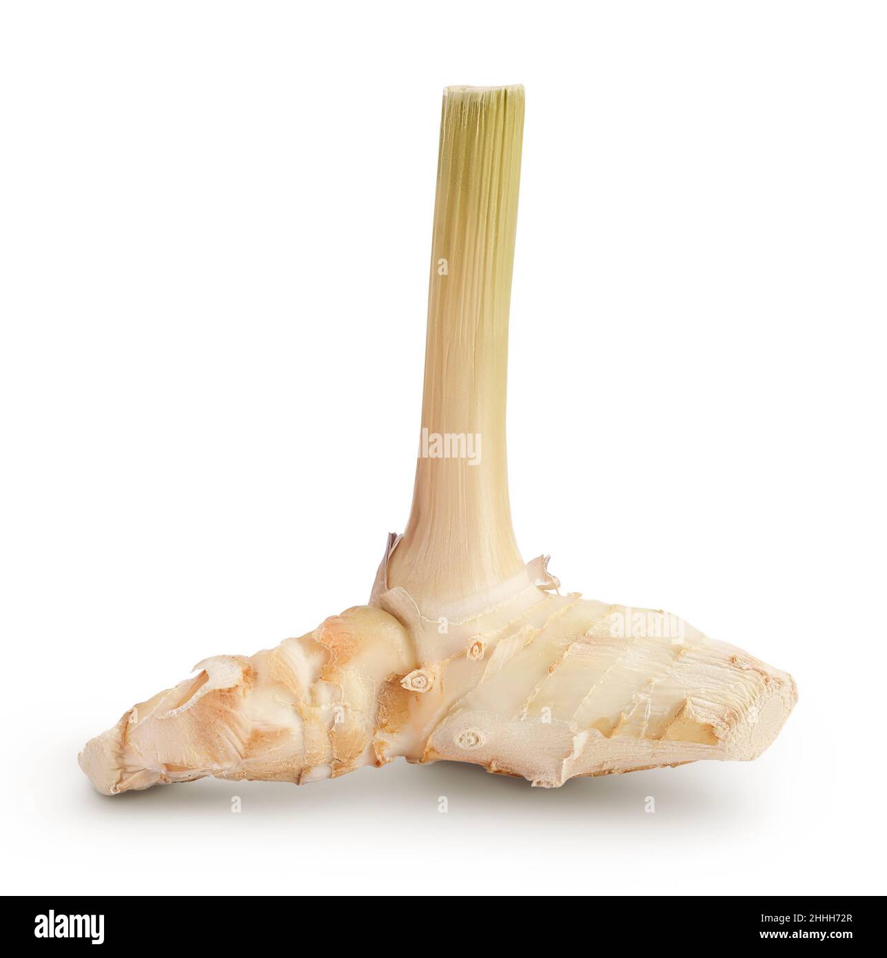 Frische galangale Wurzel isoliert auf weißem Hintergrund mit Beschneidungspfad und voller Schärfentiefe. Stockfoto