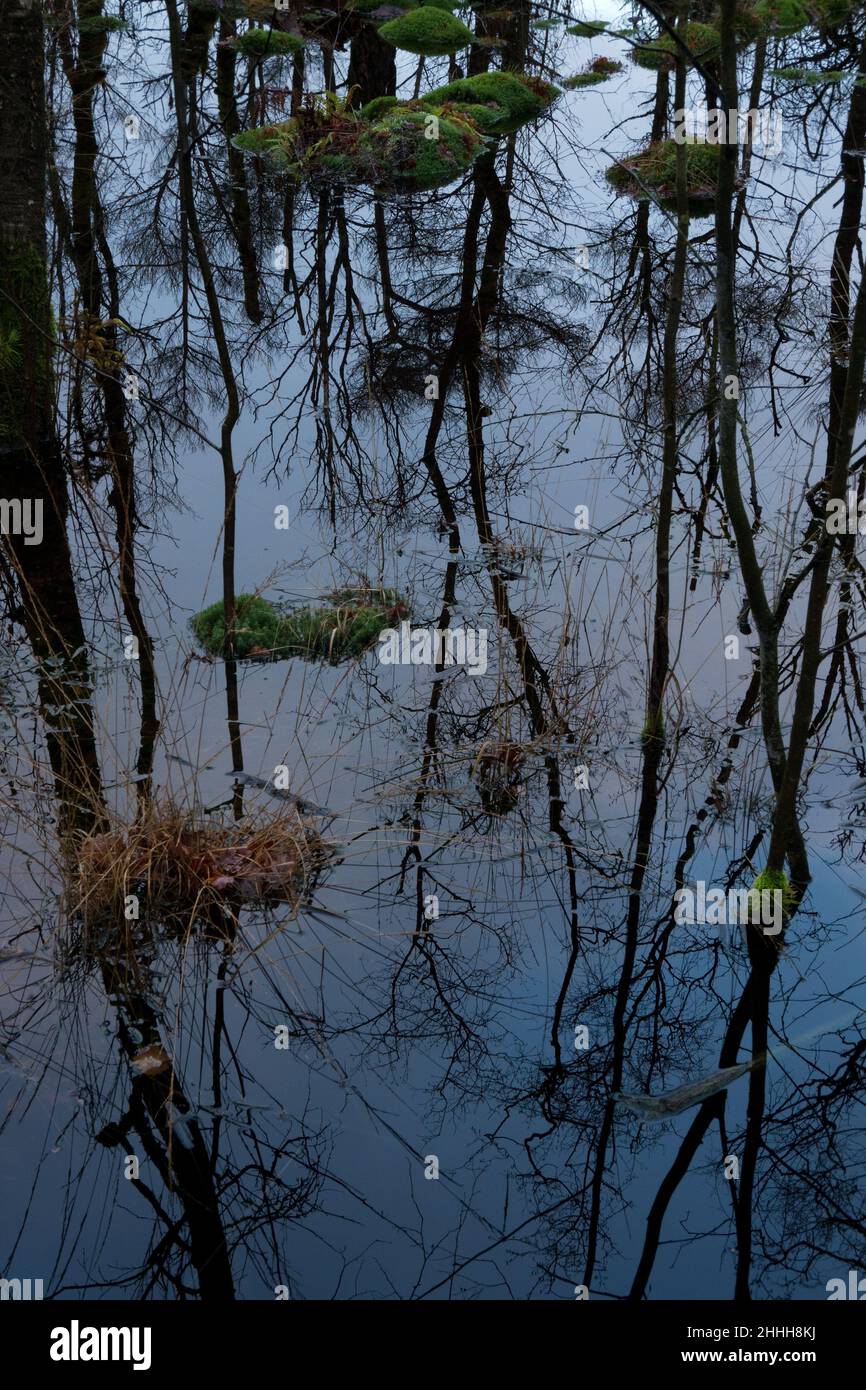 Düstere Landschaft, Birken, Gras und Moos in einem Sumpf, Bäume spiegeln sich im dunklen Wasser Stockfoto