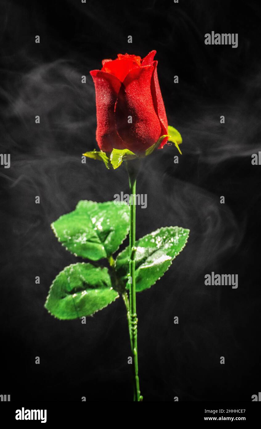 Dieses Foto, das durch die Verwendung von tatsächlichem Rauch und einer roten Rose entstanden ist, verleiht dem Bild ein mystisches Aussehen, ideal für ein Poster Stockfoto