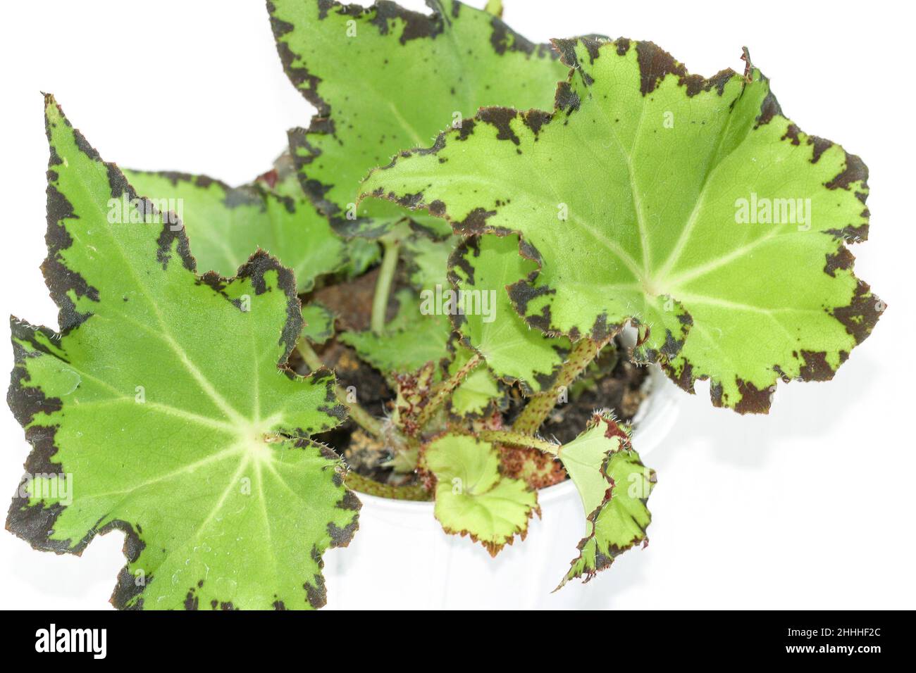 Das Haus der Begonia Jive pflanzt Blätter. Stockfoto