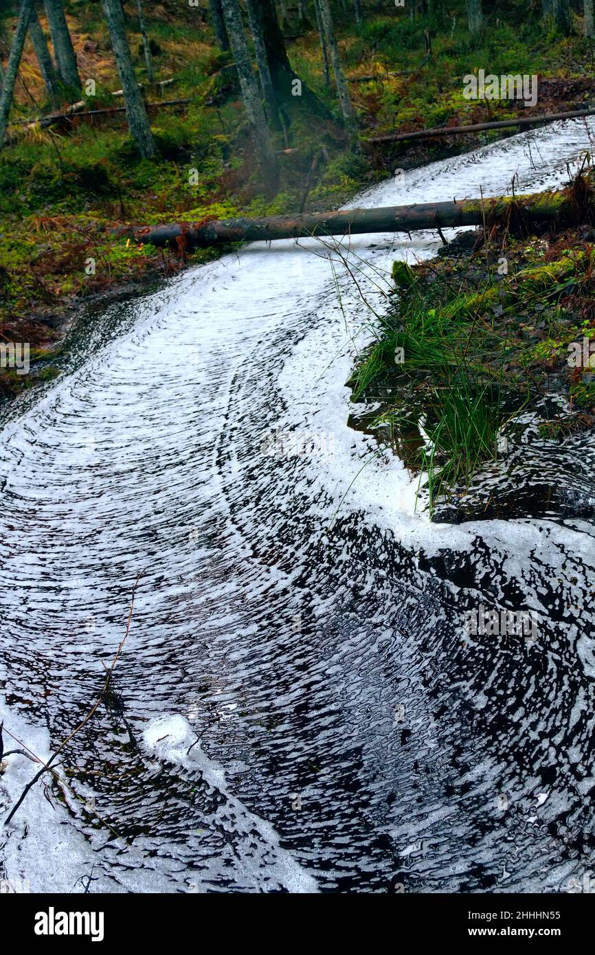 Waldwunder. Der ruhige Waldbach ist mit einem gerippten Kreuzmuster aus Schaum bedeckt, Wasserstraße wie eine weiße Straße. Northland Urwald, Bosom Stockfoto