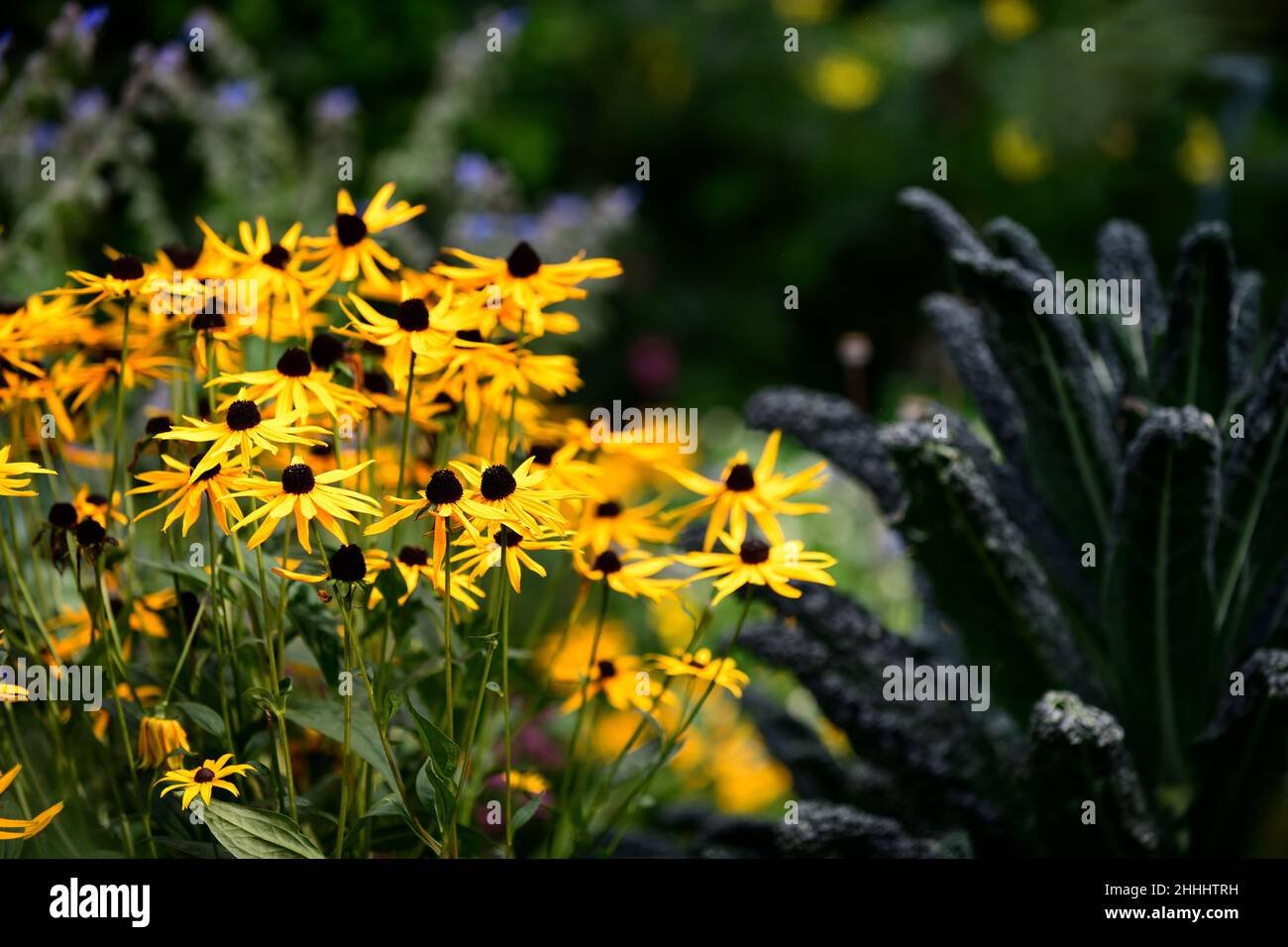 rudbeckia fulgida var deamii, rudbeckias, Kegelblumen, gelb, Blumen, Grünkohl im Hintergrund, Blumen und Gemüse, Blumen und Grünpflanzen, gemischte Bepflanzung, RM Flor Stockfoto