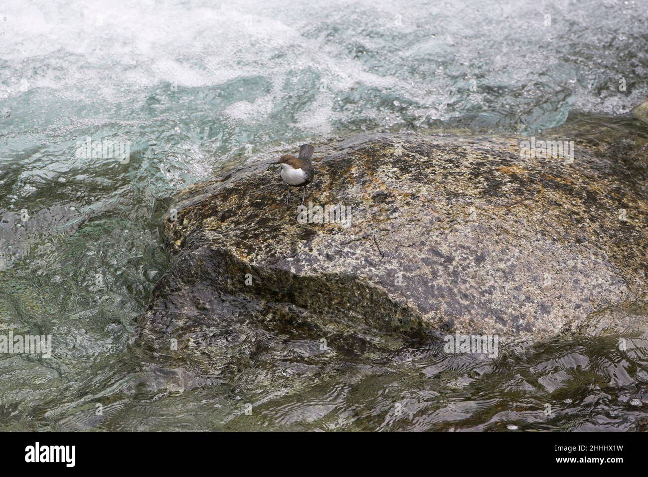 Weißkehltauchler Cinclus cinclus auf Felsen im schnell fließenden Hochland-Fluss Restonica Valley Korsika Frankreich Stockfoto