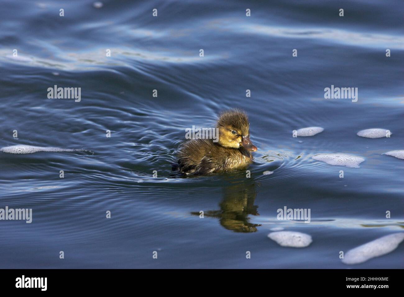 Harlequinente Histrionicus histrionicus duckling, Laxa River, Island Juli 2009 Stockfoto