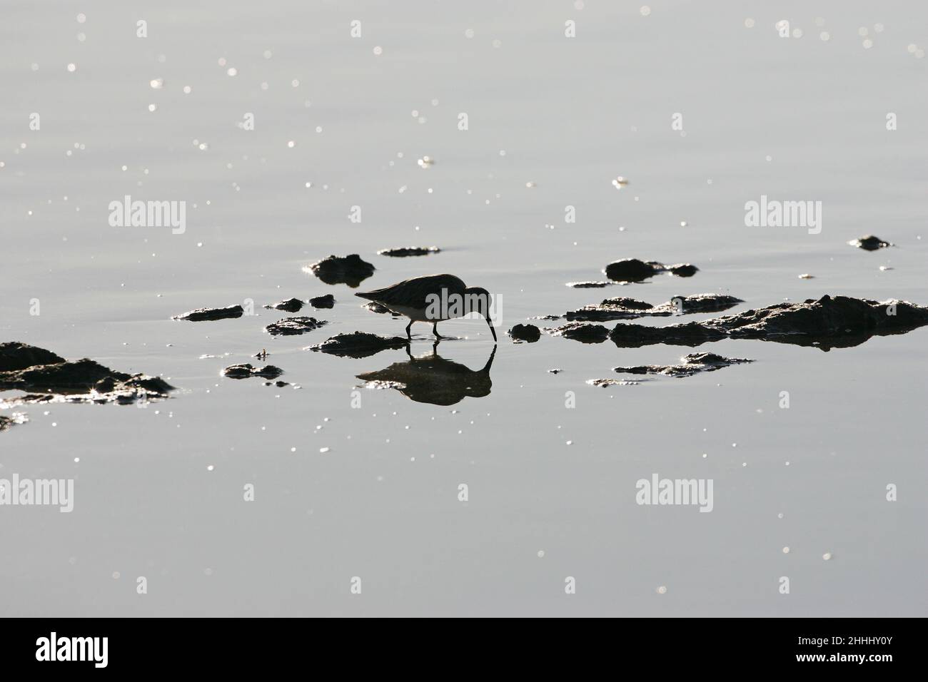 Dunlin Calidris alpina im Wintergefieder, das sich im seichten Wasser an einer felsigen Küste, Schottland, ernährt Stockfoto