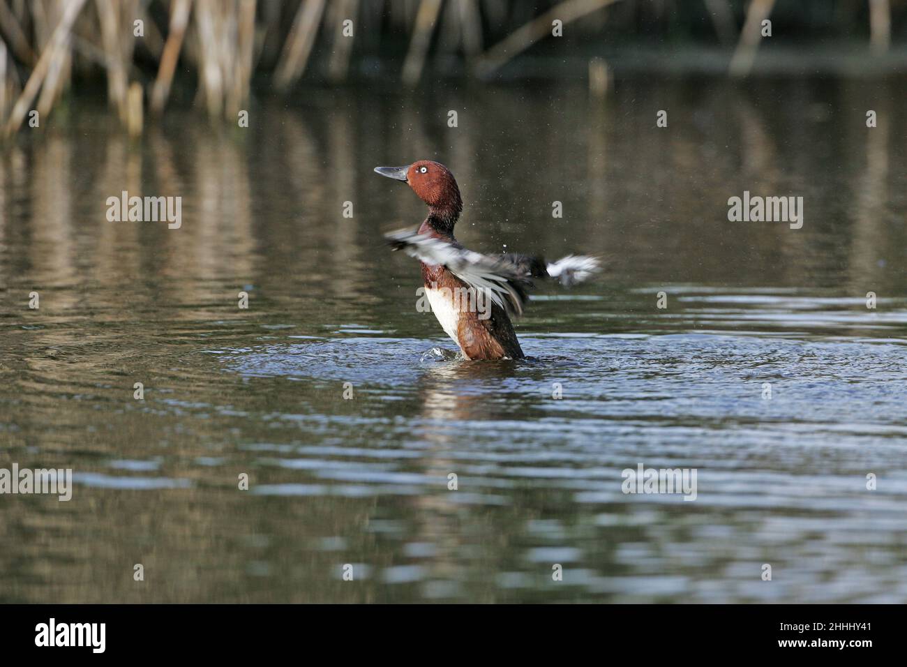 Die eisenhaltige Ente Aythya nyroca flatternd nach dem Baden im Becken in der Nähe von Tiszaalpar Ungarn Stockfoto