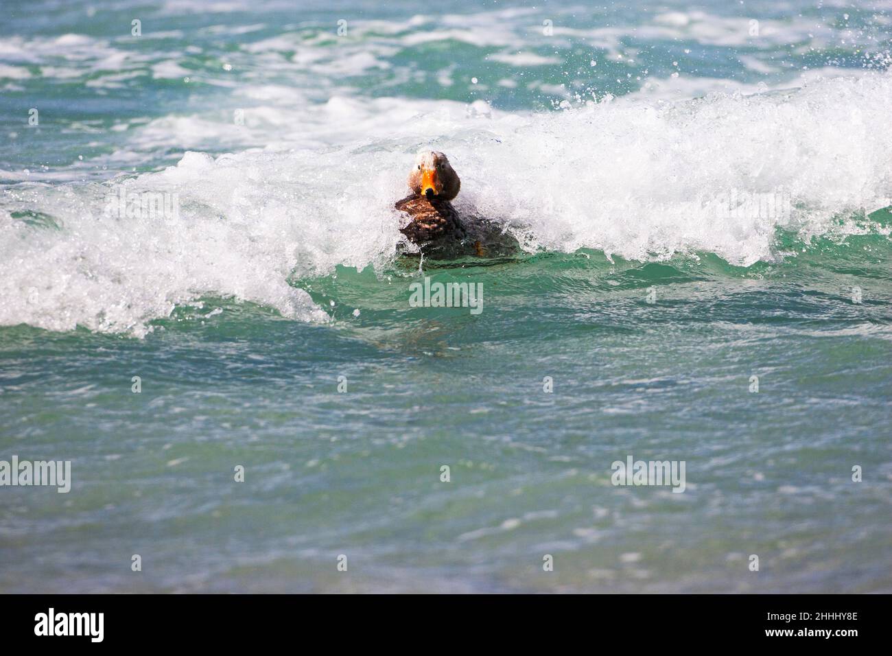 Falkland-Dampfer-Ente Tachyeres brachypterus Erwachsene Baden im Meer, Bleaker Island, Falkland-Inseln Stockfoto