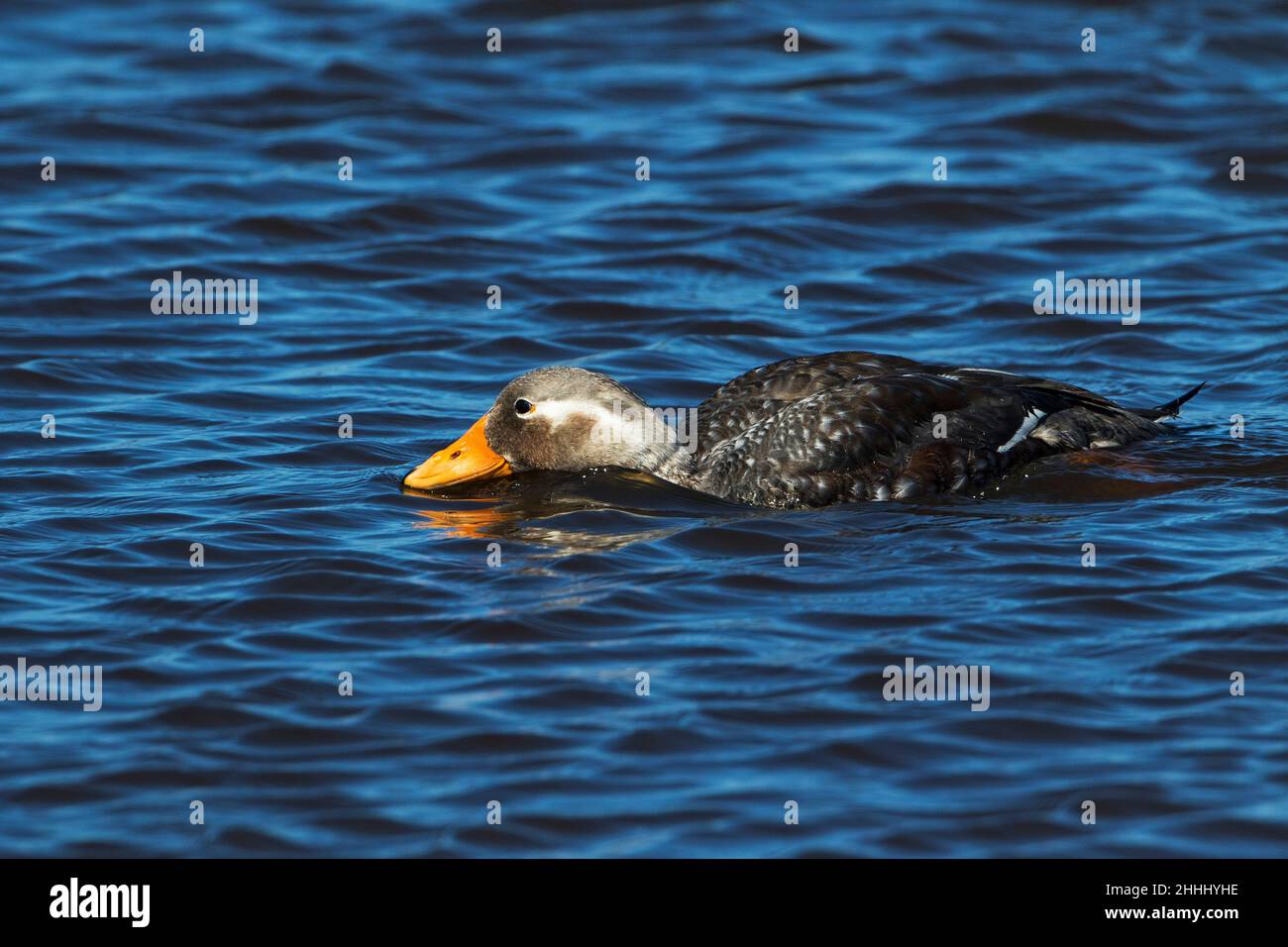 Fliegende Dampfente Tachyeres patachonicus schwimmt auf einem langen Teich Sea Lion Island Falkland Islands November 2015 Stockfoto