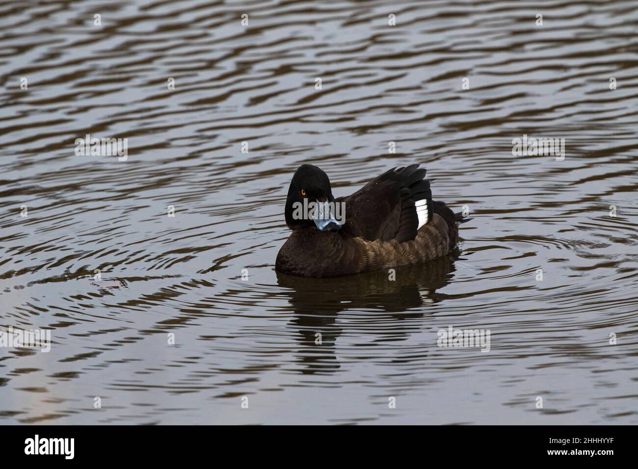 Tuftente Aythya fuligula, weiblich, Pensthorpe Nature Park, Norfolk, England, Großbritannien, Februar 2018 Stockfoto