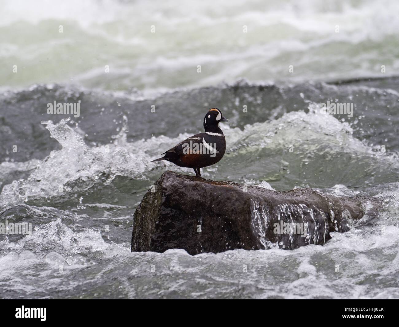 Harlequin-Ente Histrionicus histrionicus männlich auf einem Felsen, LeHardy Rapids, Yellowstone River, Yellowstone National Park, Wyoming, USA, Juni 2019 Stockfoto