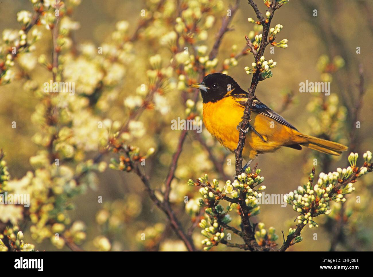 Baltimore Oriole liegt am Strand mit Pflaumenstrauch Stockfoto