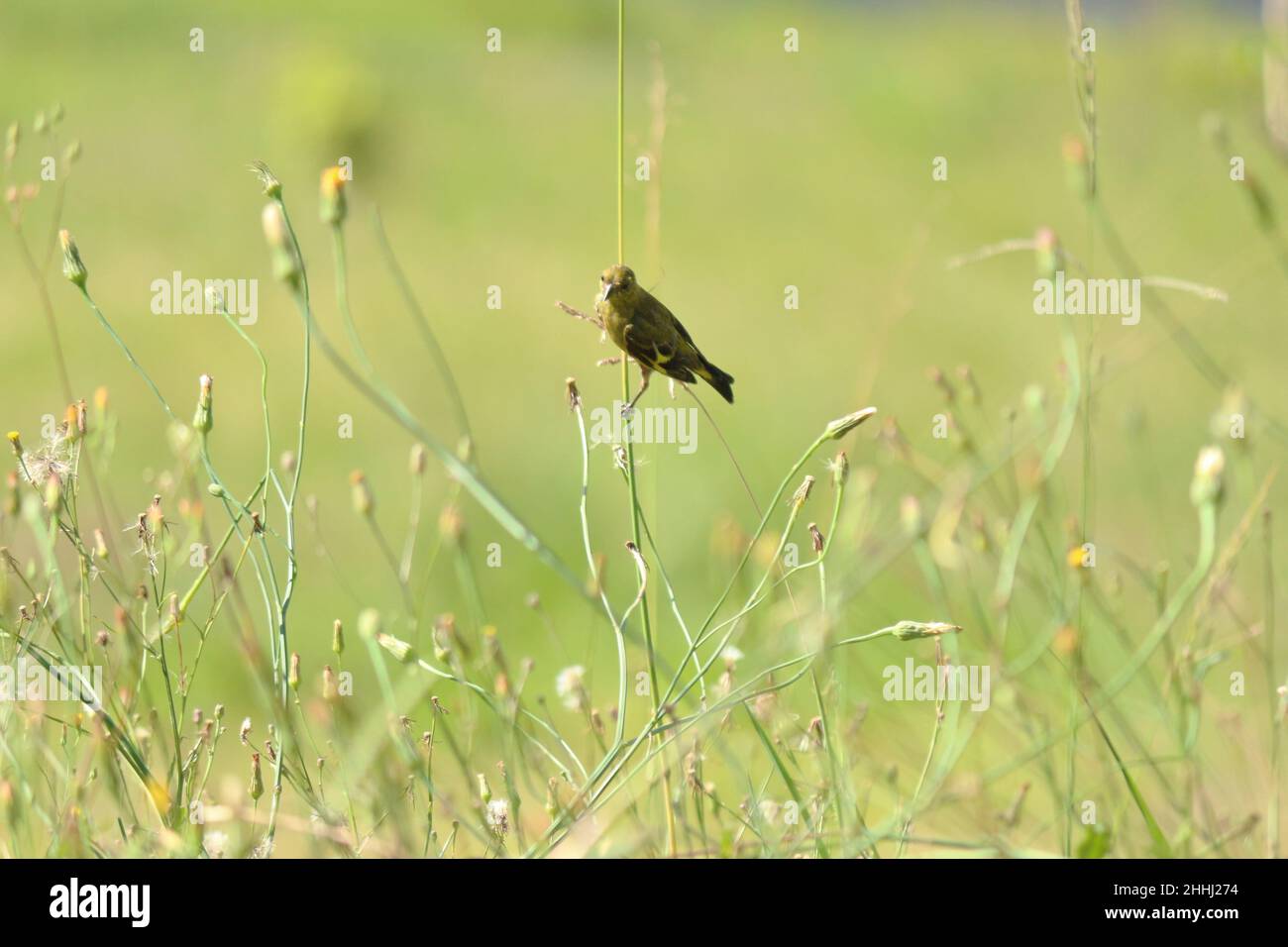 Das Schwanken des kleinen Vogels, der auf einem dünnen Grashalm landete. Balance, Meisterschaft und Wissen. Stockfoto