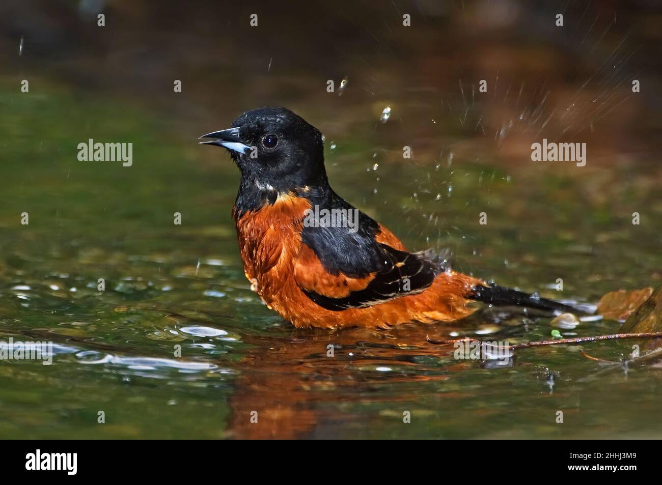 Orchard Oriole während der Frühjahrsmigration Stockfoto
