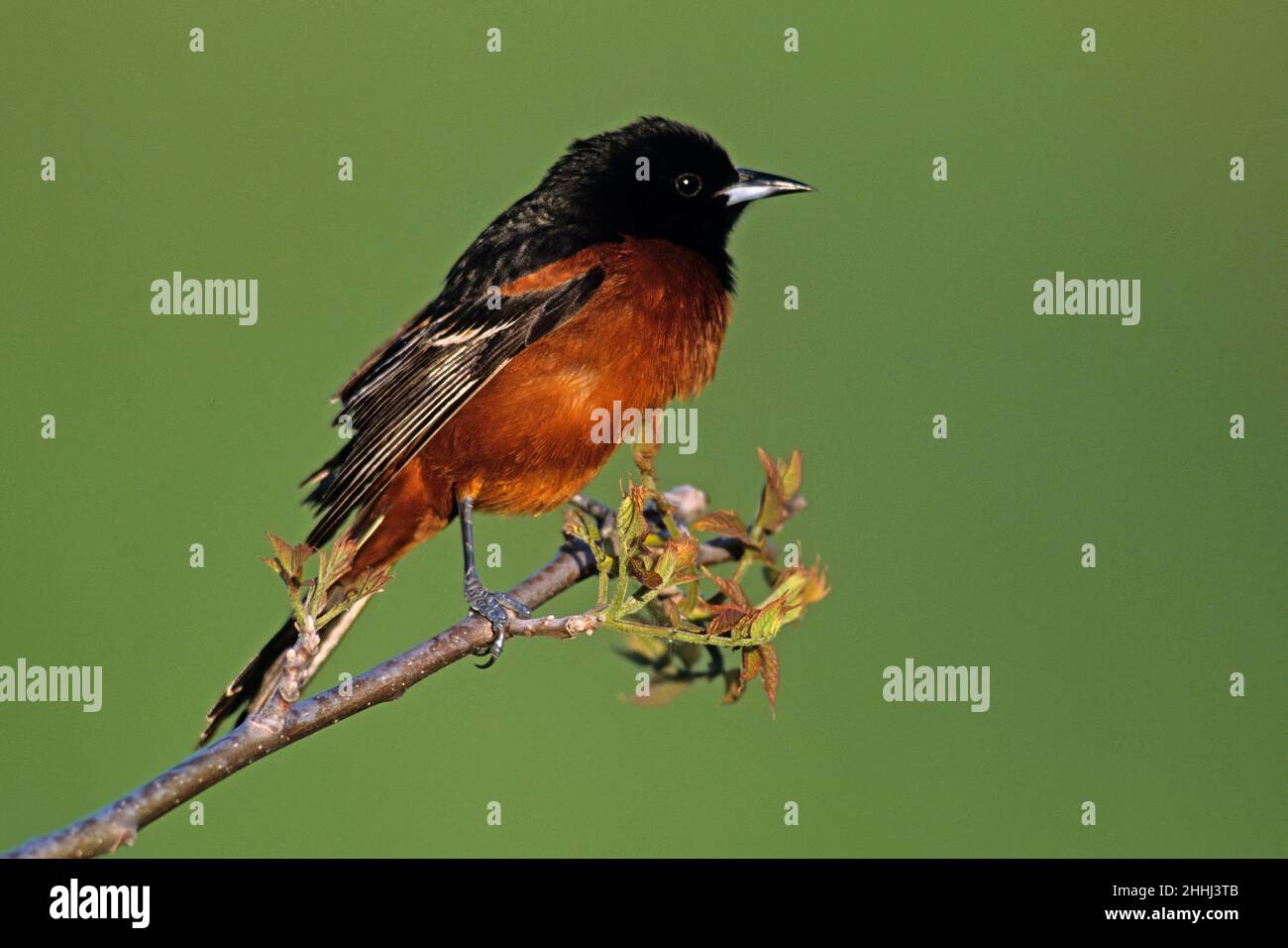 Orchard Oriole während der Frühjahrsmigration Stockfoto