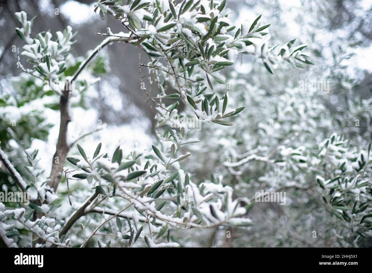 Schnee fällt auf einen mediterranen Garten. Olivenbäume mit Schnee bedeckt. Selektiver Fokus. Stockfoto