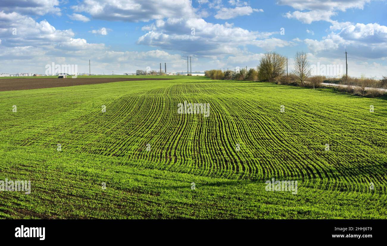 Reihen von grünem jungen Weizen, gepflanzten Weizen oder Roggen Feld und Himmel mit Wolken, Landwirtschaft Konzept Stockfoto