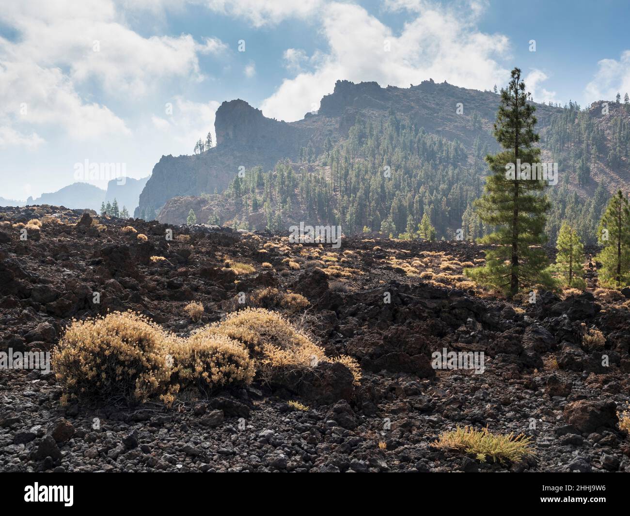 Kanarische Kiefern auf Teneriffa. Auf dem Wanderweg Red de Senderos TF18. Stockfoto