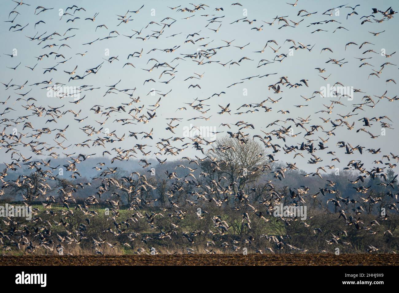 Rotfußgänse im Flug über Zuckerrübenfeld in Norfolk, Stockfoto