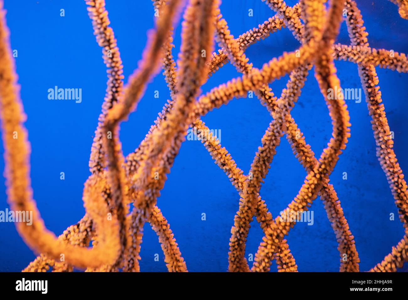 Dünne Orangenkorallen unter Wasser. Unterwasserfotografie. Nahaufnahme Unterwasser Hintergrund Stockfoto