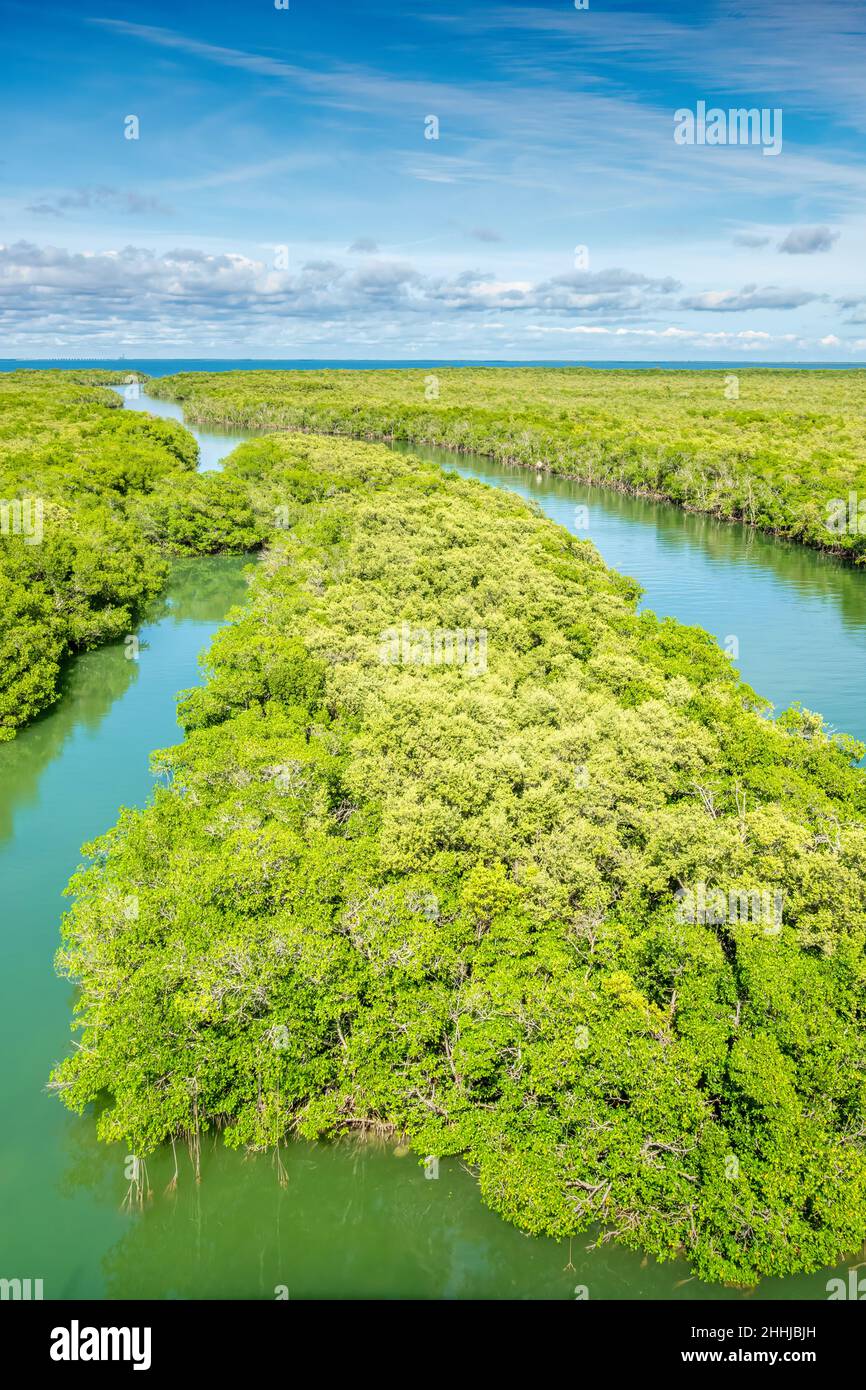 Mangrovenlebensraum in Key Largo Florida USA Stockfoto