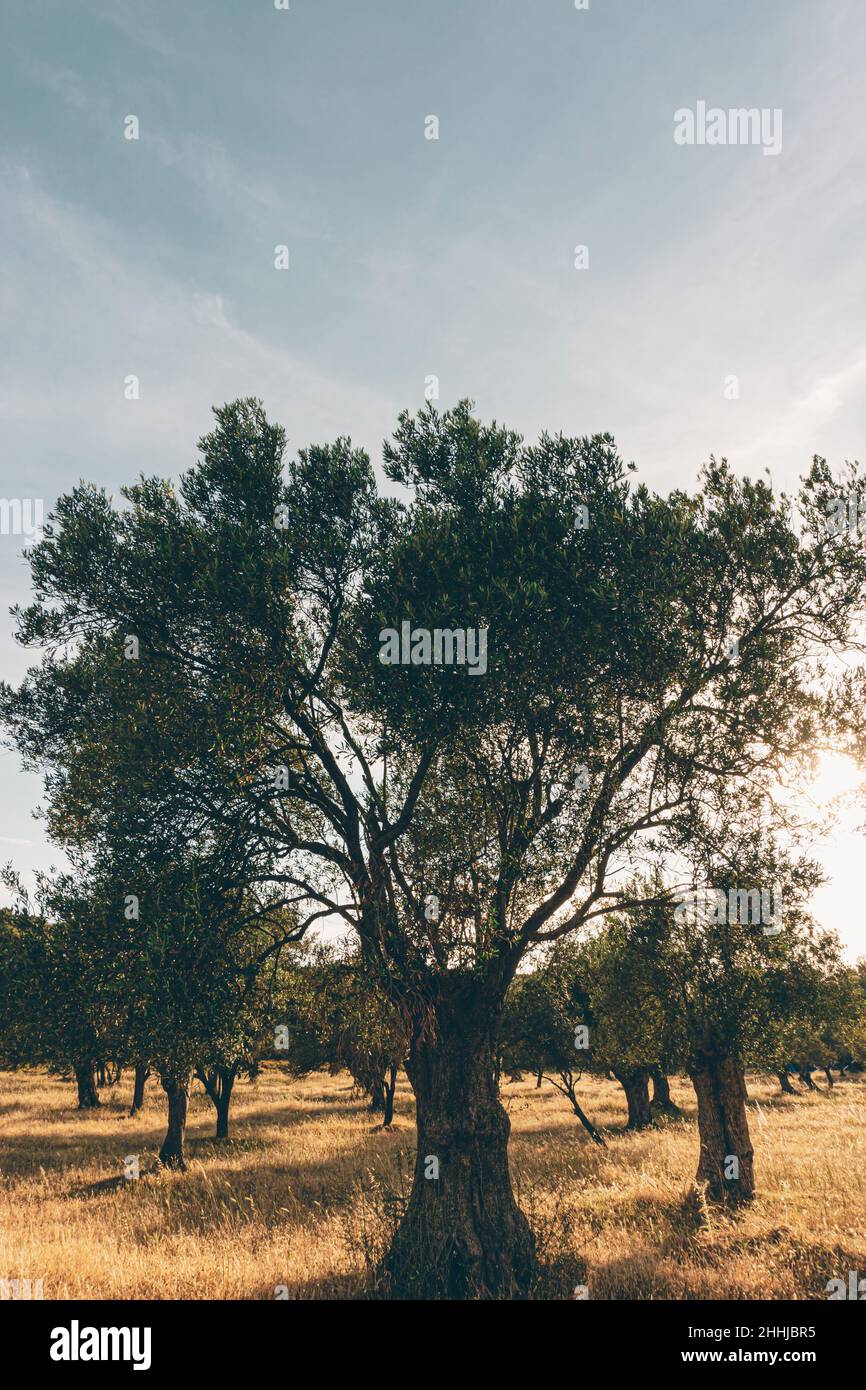 Bäume auf einer Wiese unter klarem blauen Himmel, Foto im Retro-Stil. Stockfoto