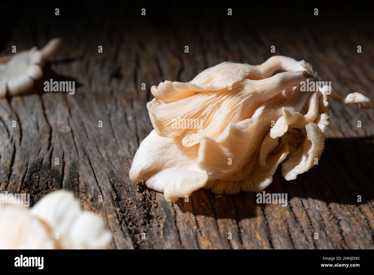 Rosafarbene Austernpilze, Stockfoto