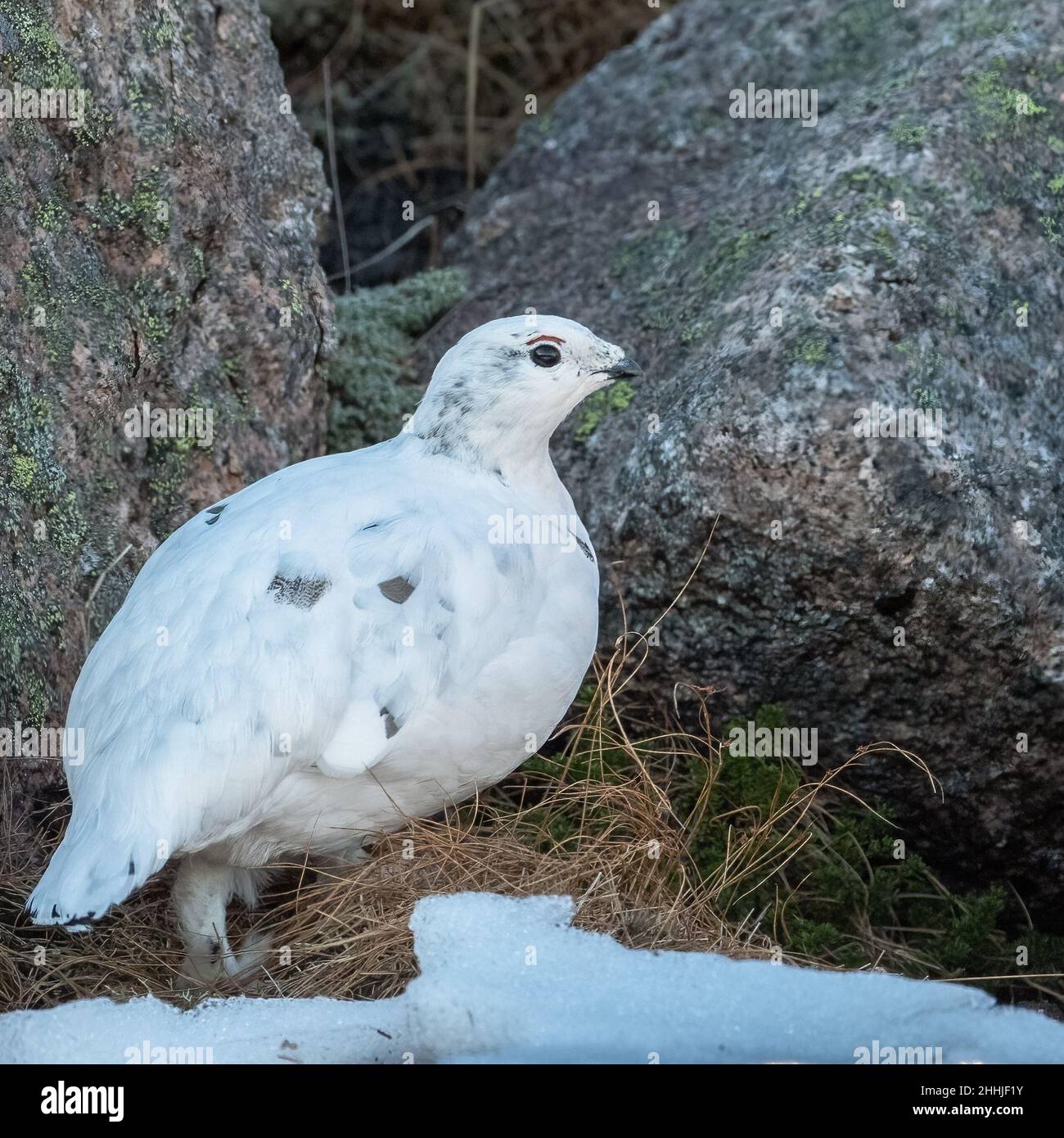 Ein Schneehuhn (Lagopus muta) in Schottland Stockfoto