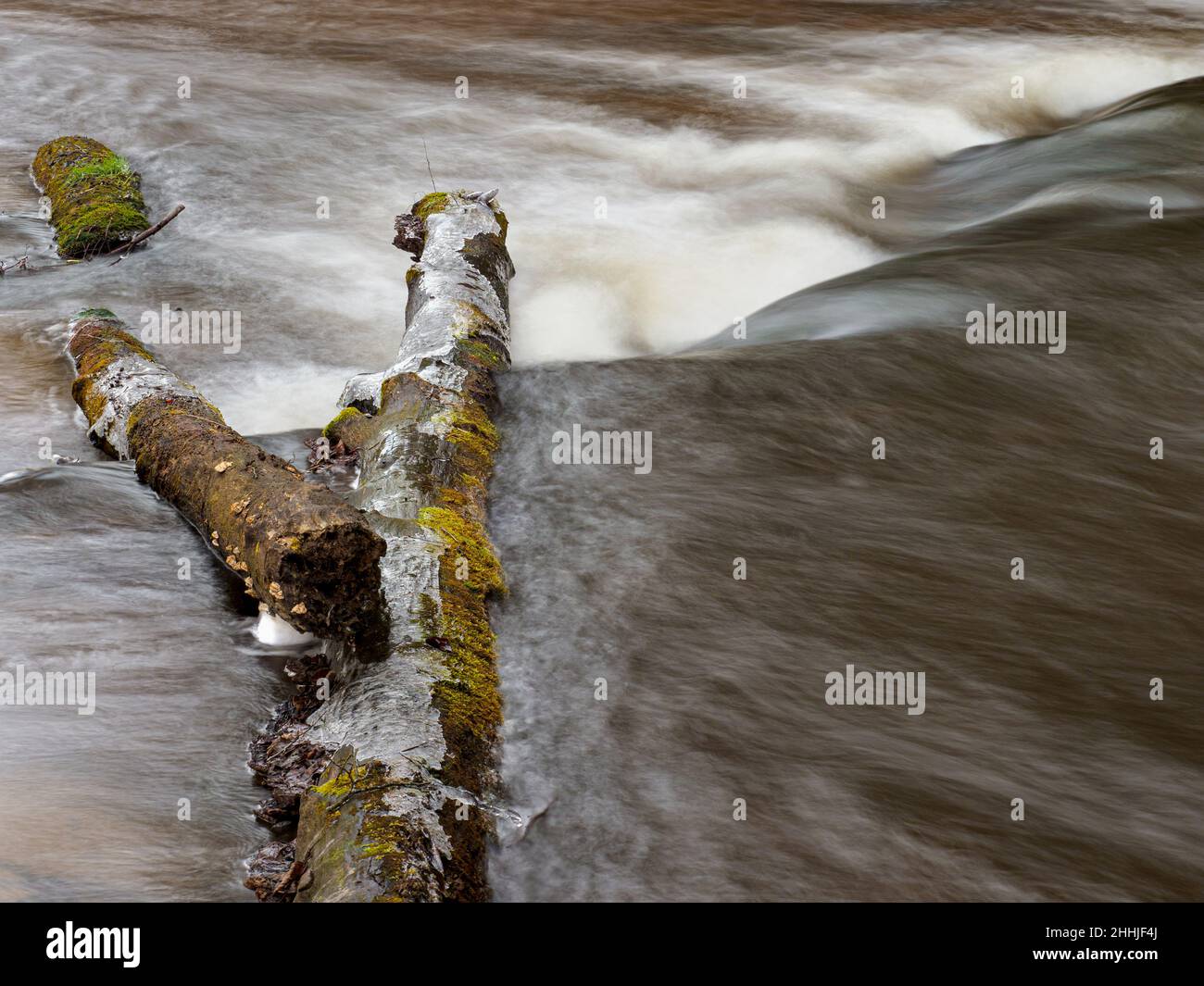 Liegender Baum in einem rauschenden Fluss, Naturschutzgebiet Szumy nad Tanwią Stockfoto
