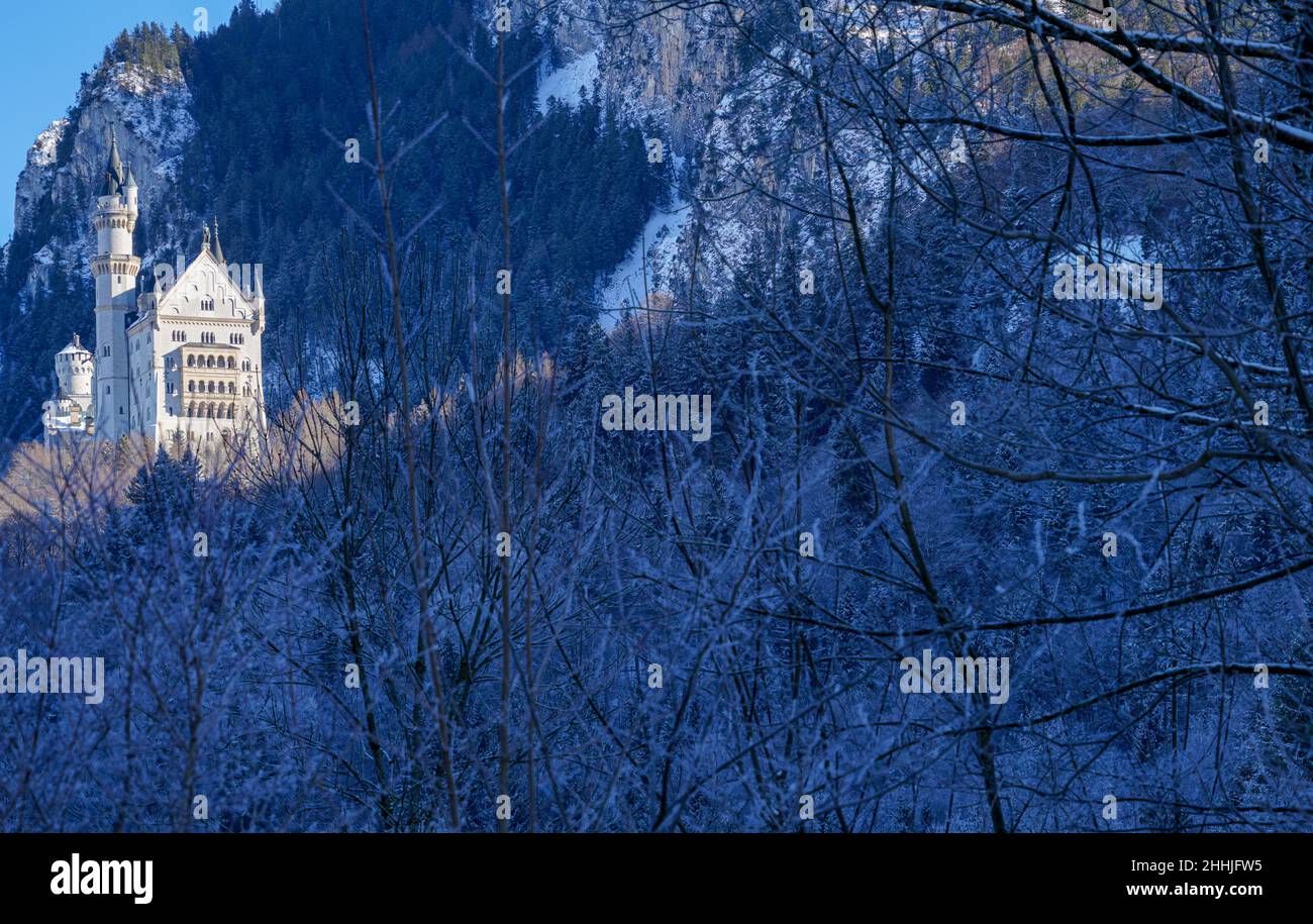 Blick im Winter vom Dorf Schwangau auf das königliche Schloss Neuschwanstein, umgeben von Wald in den Bergen, von König Ludwig II. Stockfoto