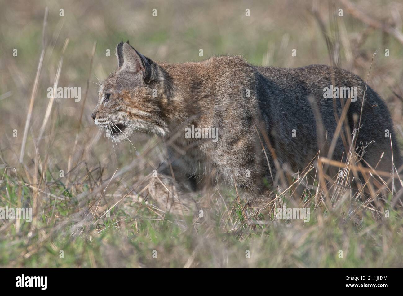 Eine wilde Bobkatze (Lynx rufus), die an der Westküste Nordamerikas in Kalifornien durch das hohe Gras auf der Suche nach ihrer nächsten Mahlzeit ist. Stockfoto